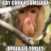 Maska "nosacz polski" Janusz