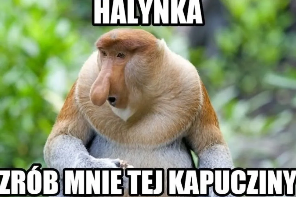 Maska "nosacz polski" Janusz